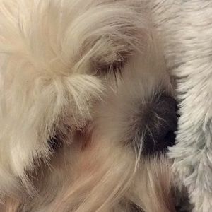 Meet your Posher, Jess